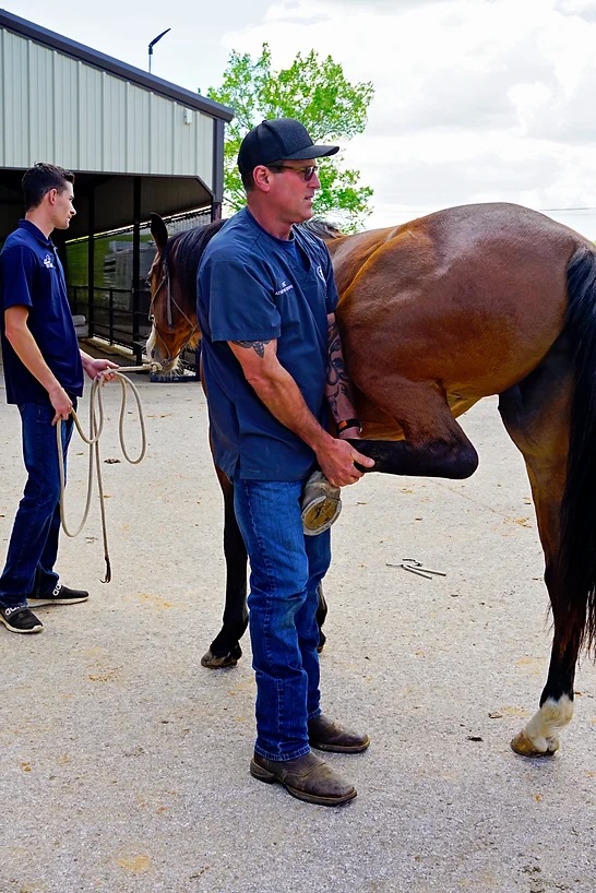 Equine Performance Medicine